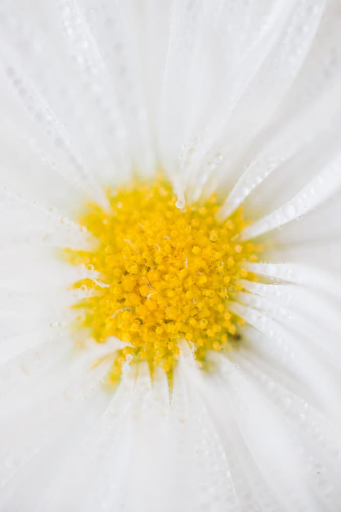 White Daisy Macro by Javier Pardina — canvas wall art
