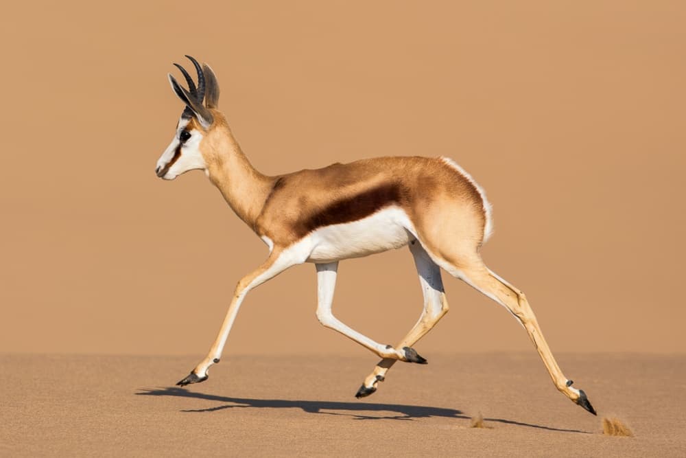 Leaping Desert Springbok by fegari — canvas wall art