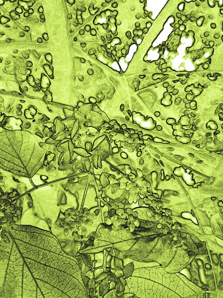 Lime Green Abstract Leaves by Santhosh ch — canvas wall art