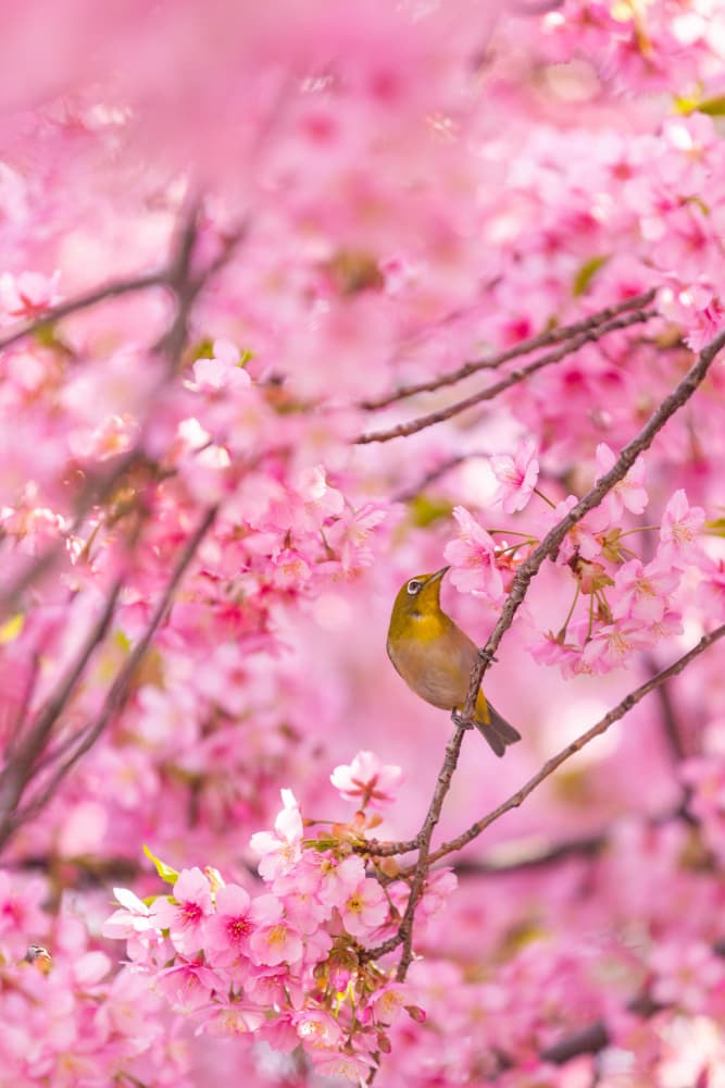 Pink Blossom Bird by LIANG CHEN — canvas wall art