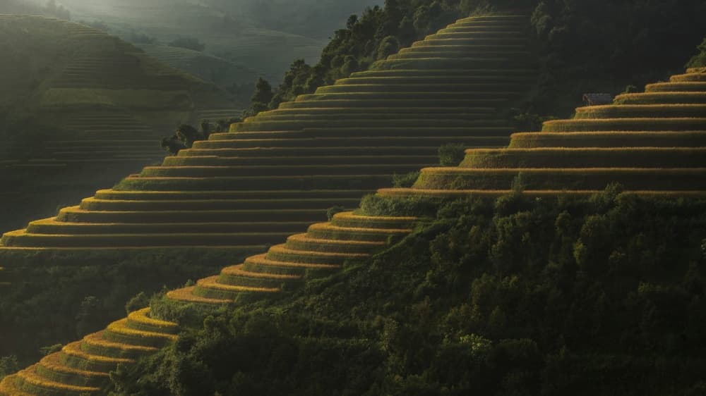 Golden Rice Terraces by Jakkree Thampitakkull — canvas wall art