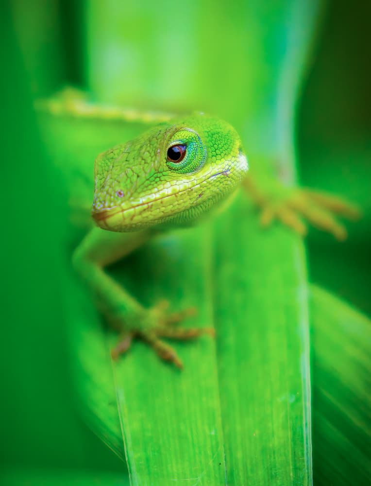 Curious Green Anole by Mike He — canvas wall art