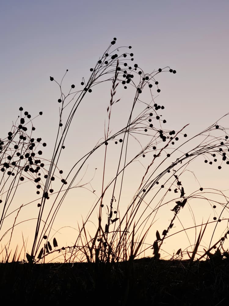 Golden Hour Grass Silhouettes by Ohkimiko — canvas wall art