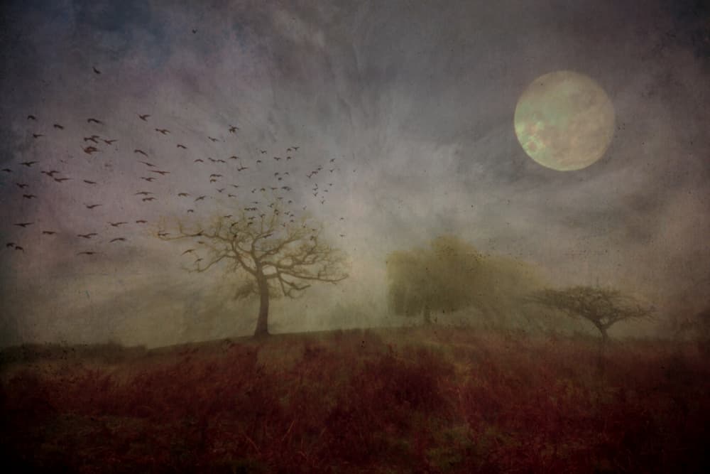 Moonlit Flock Over Trees by Robert Fabrowski — canvas wall art
