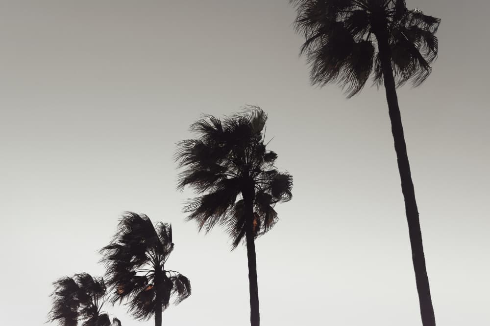 Wind Blown Palms