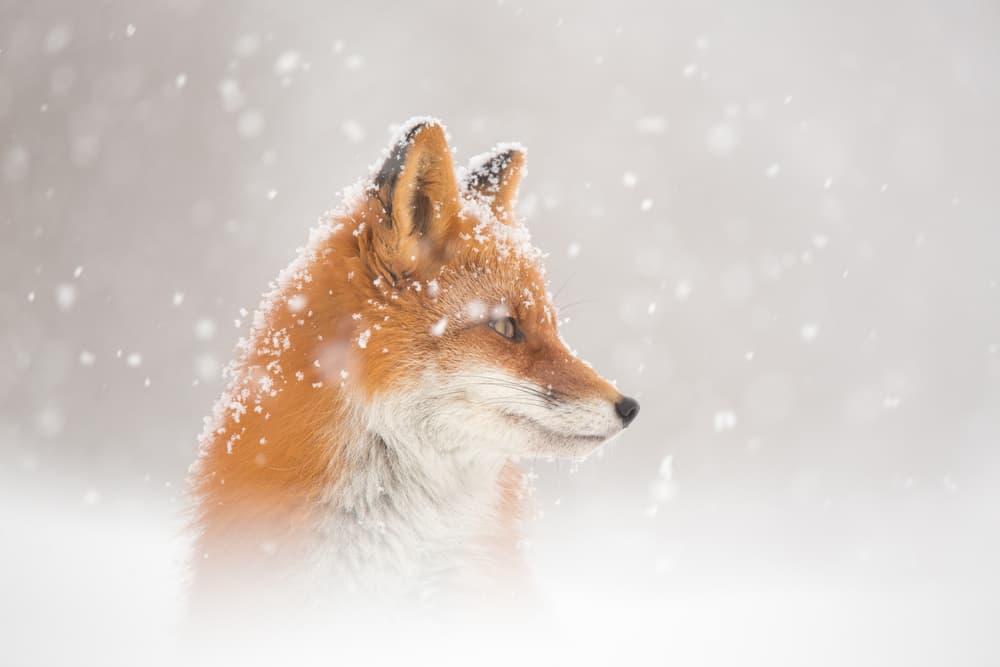 Red Fox Winter by Denis Budkov — canvas wall art