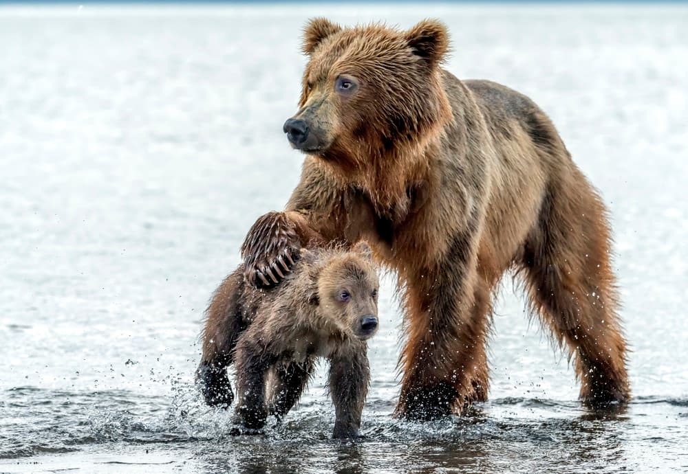 Brown Bear Family by Giuseppe DAmico — canvas wall art