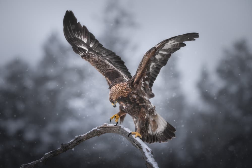 Majestic Golden Eagle Landing by Olga Rudchenko — canvas wall art