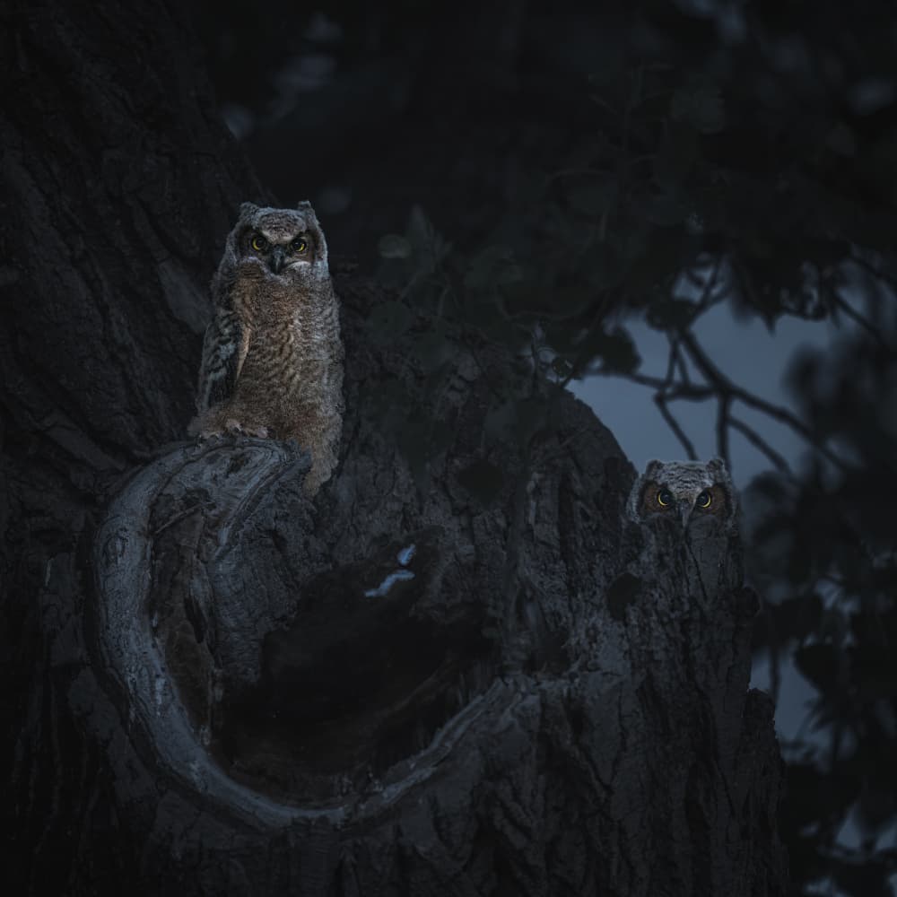 Watchful Night Owls by Aidong Ning — canvas wall art