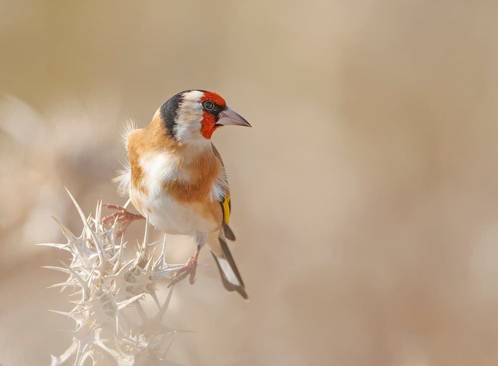 Goldfinch On Thistle by Shlomo Waldmann — canvas wall art