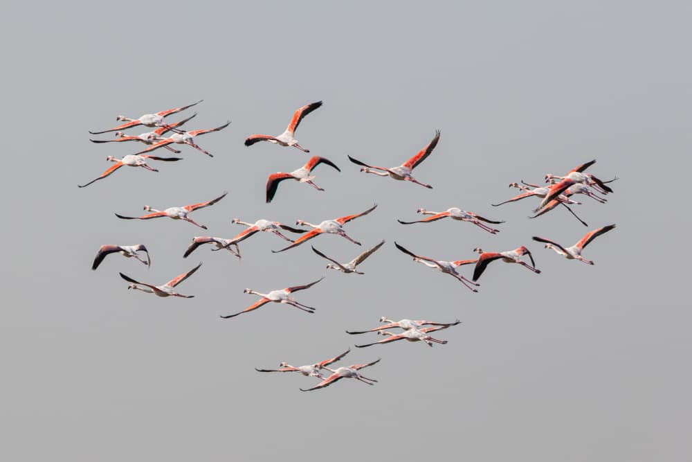 Flamingos In Flight by Natalia Rublina — canvas wall art