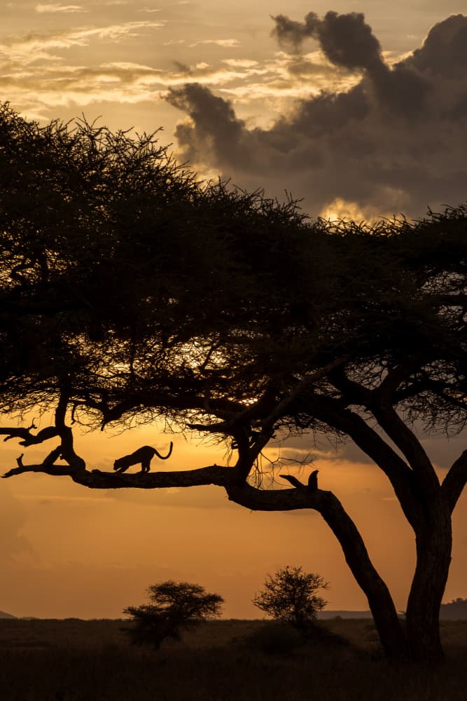 Leopard Silhouette Sunset by Dan Mirica — canvas wall art