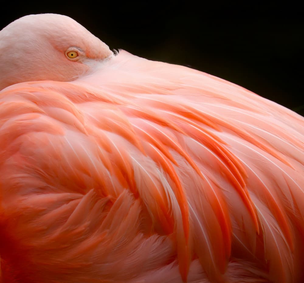 Resting Pink Flamingo by Robin Wechsler — canvas wall art