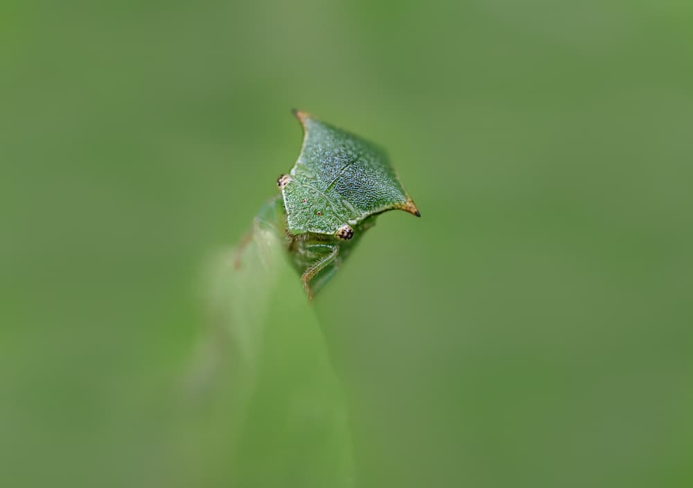 Green Leaf Insect by Oana Vasileniuc — canvas wall art