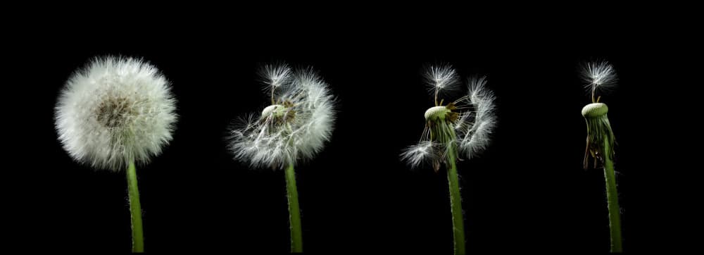 Dandelion Seed Journey by Bjoern Alicke — canvas wall art