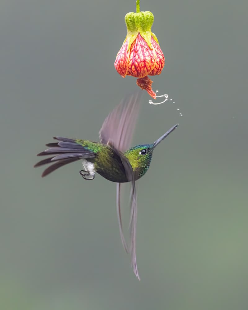 Hummingbird Nectar Splash by Siyu_Wei APA — canvas wall art
