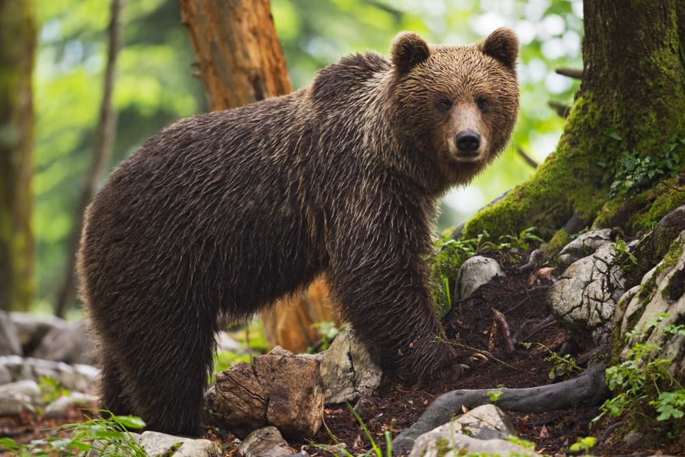 Watchful Brown Bear by Marco Pozzi — canvas wall art