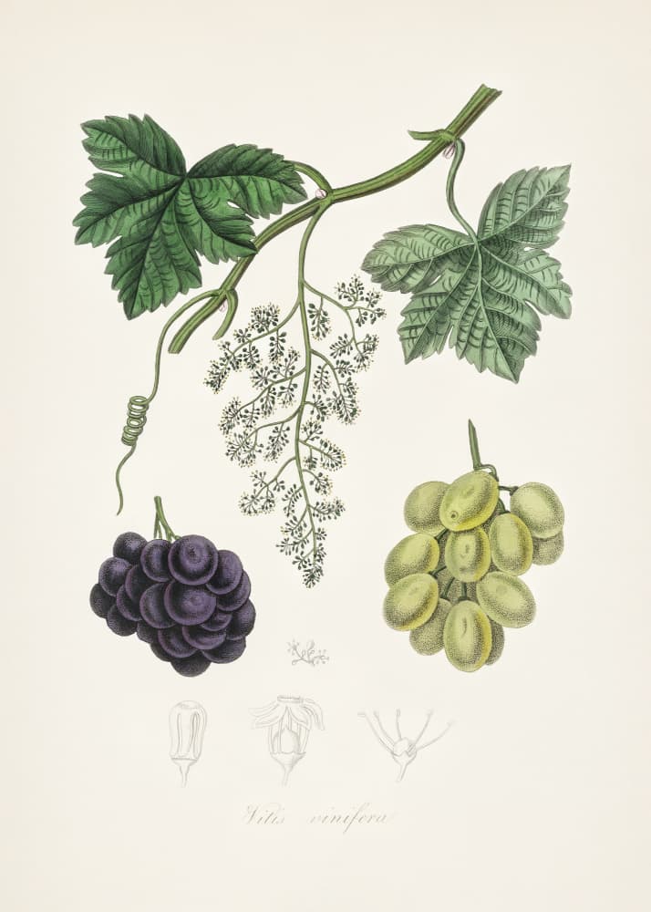 Common Grape Vine (vitis Vinifera) Medical Botany by John Stephenson and James Morss Churchill — canvas wall art