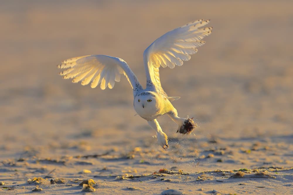 Snowy Owl Golden Flight by Gavin Lam — canvas wall art