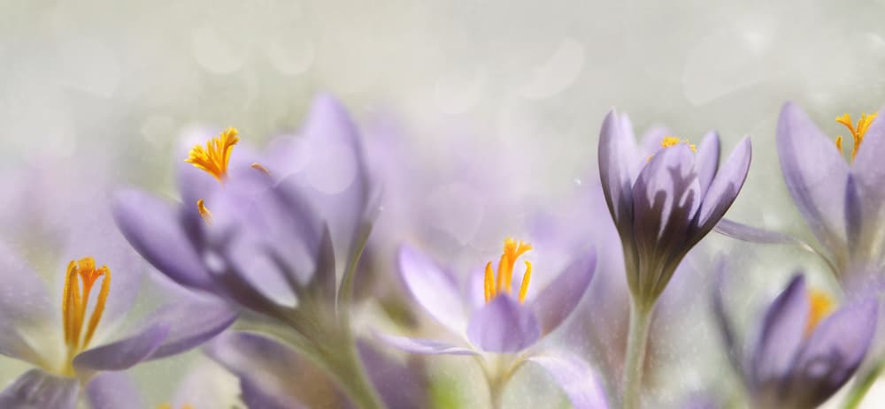 Dreamy Purple Crocuses by Heidi Westum — canvas wall art