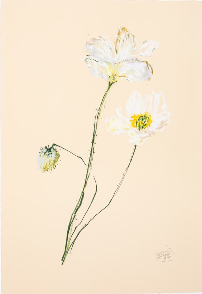 Delicate White Poppies