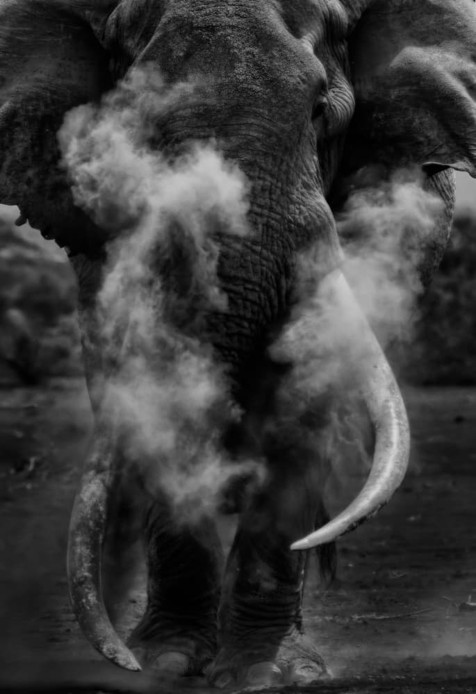 Majestic Elephant Dust by Mario Vigo — canvas wall art