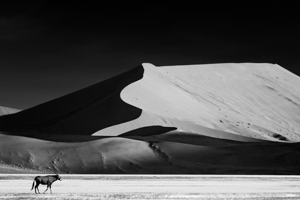 Black White Desert Oryx by Mathilde Guillemot — canvas wall art