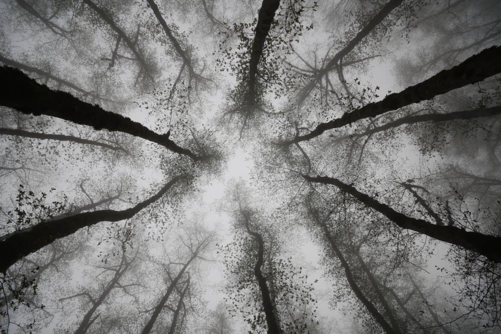 Ethereal Forest Canopy by Mahshad Razavi — canvas wall art
