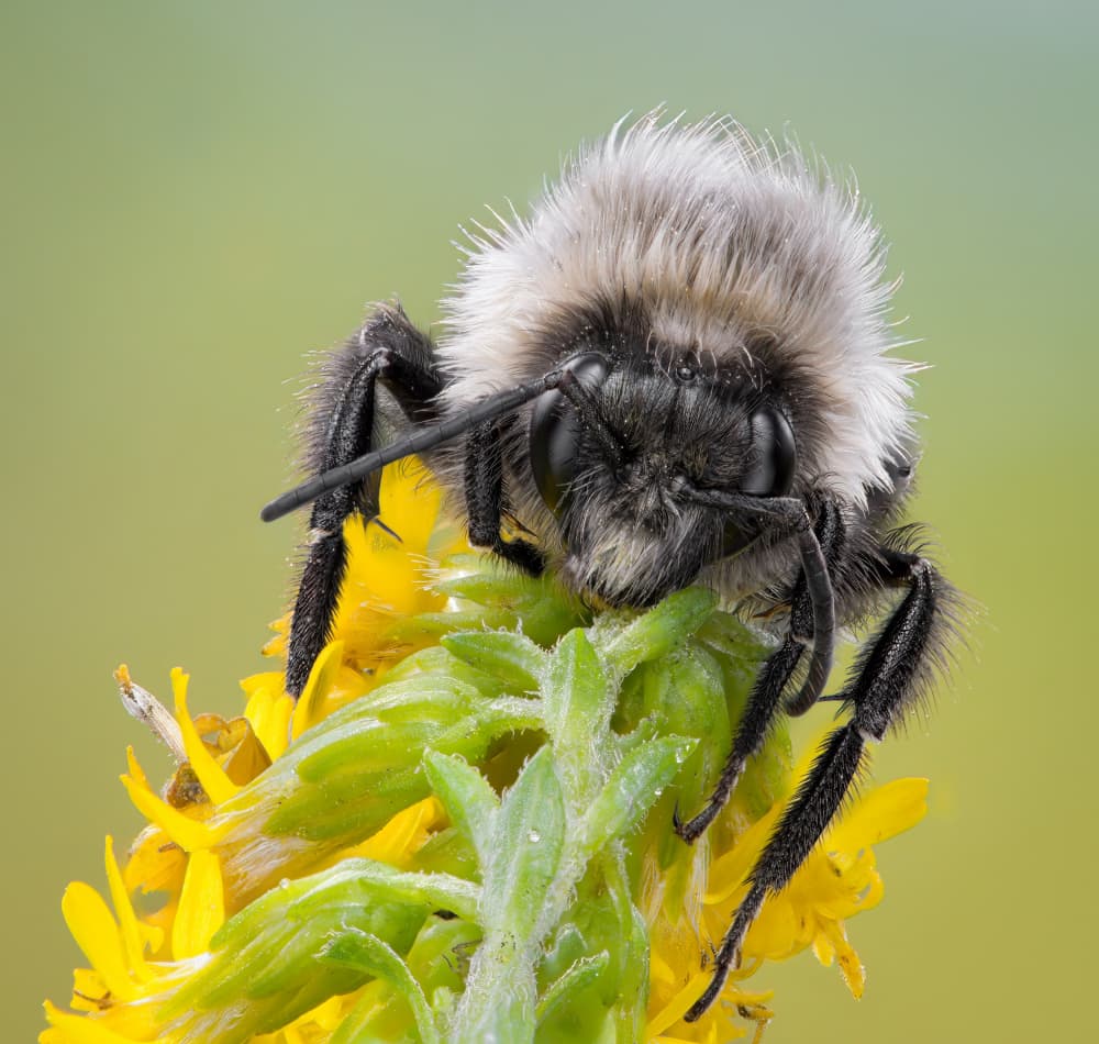 Fluffy Bee On Flower by Atul Saluja — canvas wall art