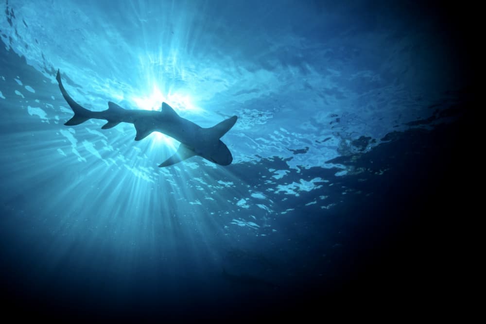 Majestic Underwater Shark by Serge Melesan — canvas wall art