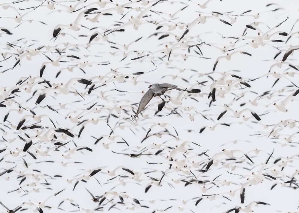 Crane Among Snow Geese by Qingsong Wang — canvas wall art