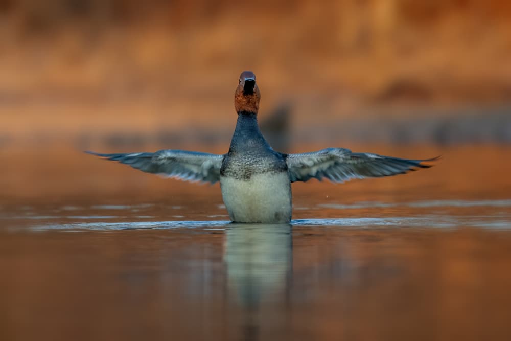 Redhead Duck Display by Jacob (Jian) Xu — canvas wall art
