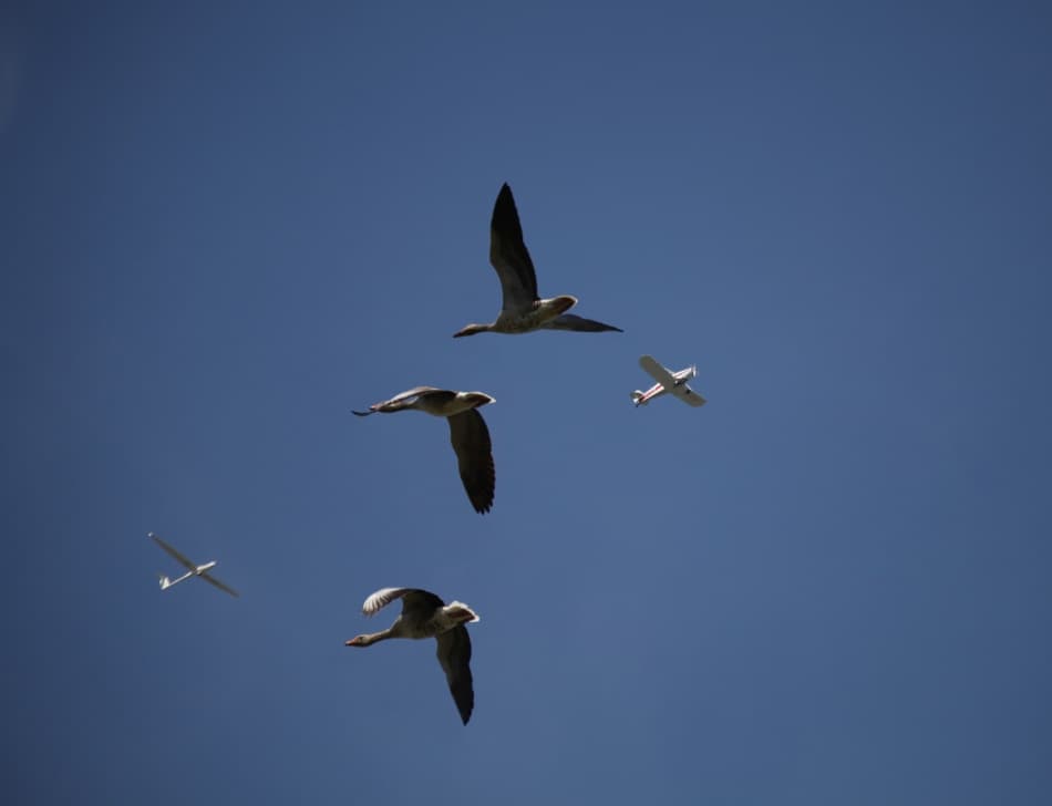 Geese and Planes Flying by Kent Mathiesen — canvas wall art