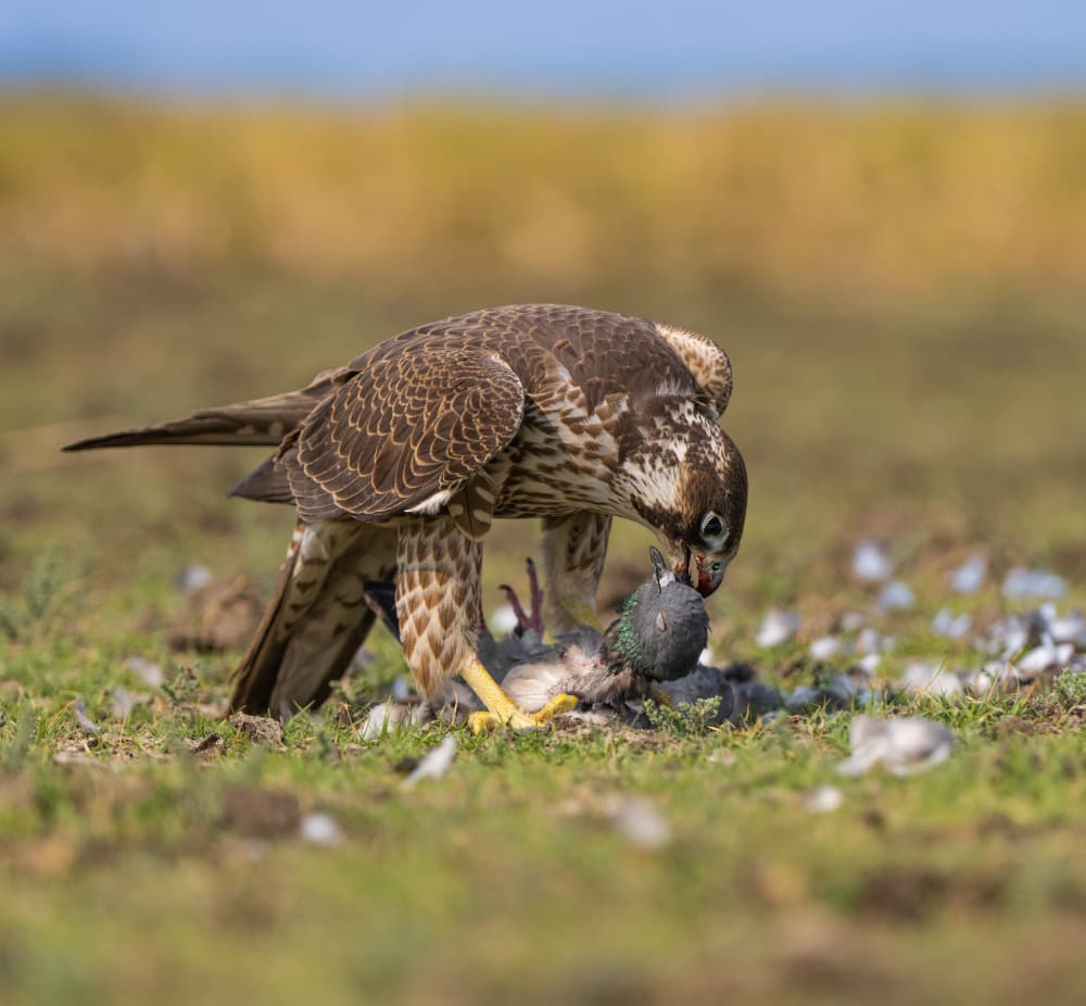 Falcon Feeds On Prey by Manish Nagpal — canvas wall art