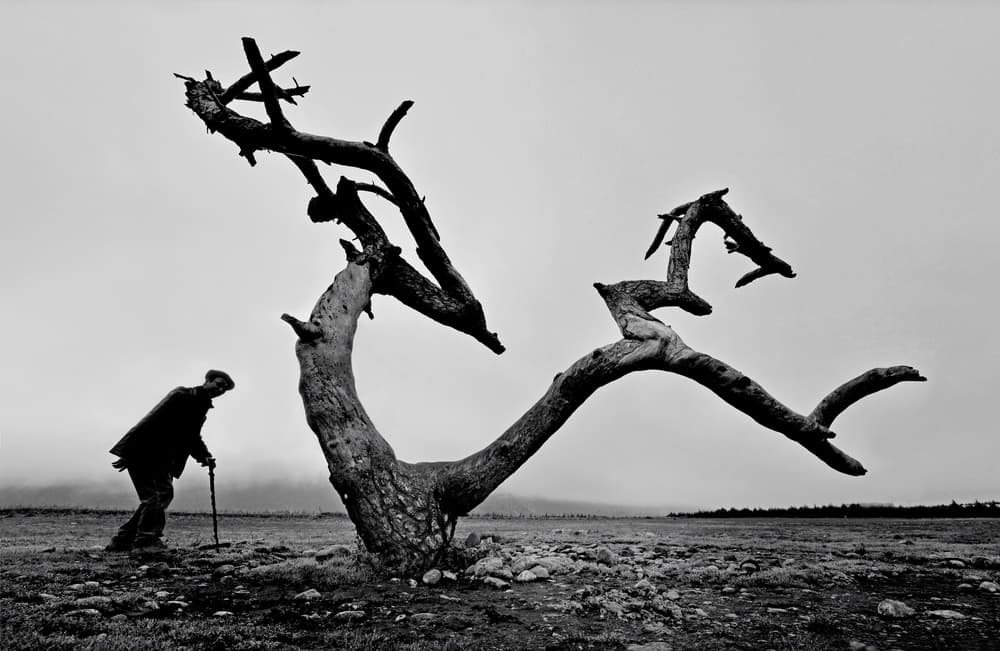 Old Man Lone Tree by Wei Tang — canvas wall art