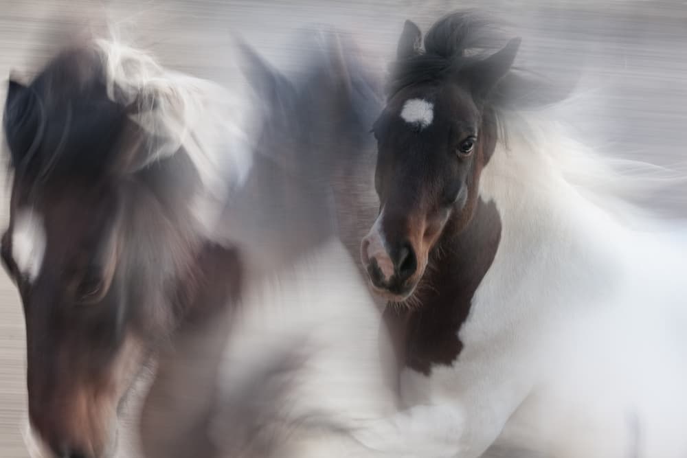 Spirited Horse Motion by Martine Benezech — canvas wall art