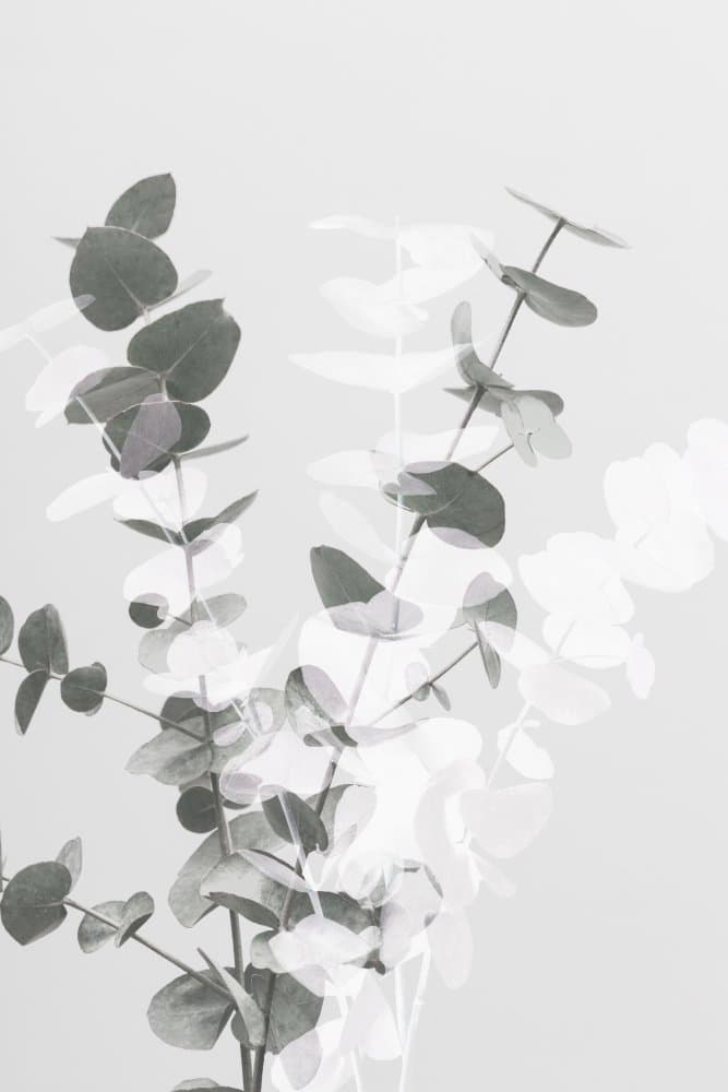 Soft Eucalyptus Layers by Pictufy Studio III — canvas wall art