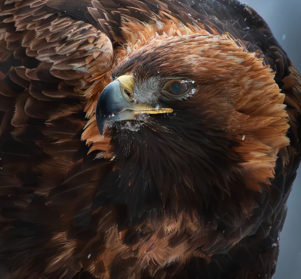 Golden Eagle Portrait by Erik Engström — canvas wall art