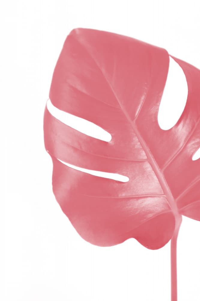 Vibrant Pink Monstera Leaf by Rosana Laiz Blursbyai — canvas wall art