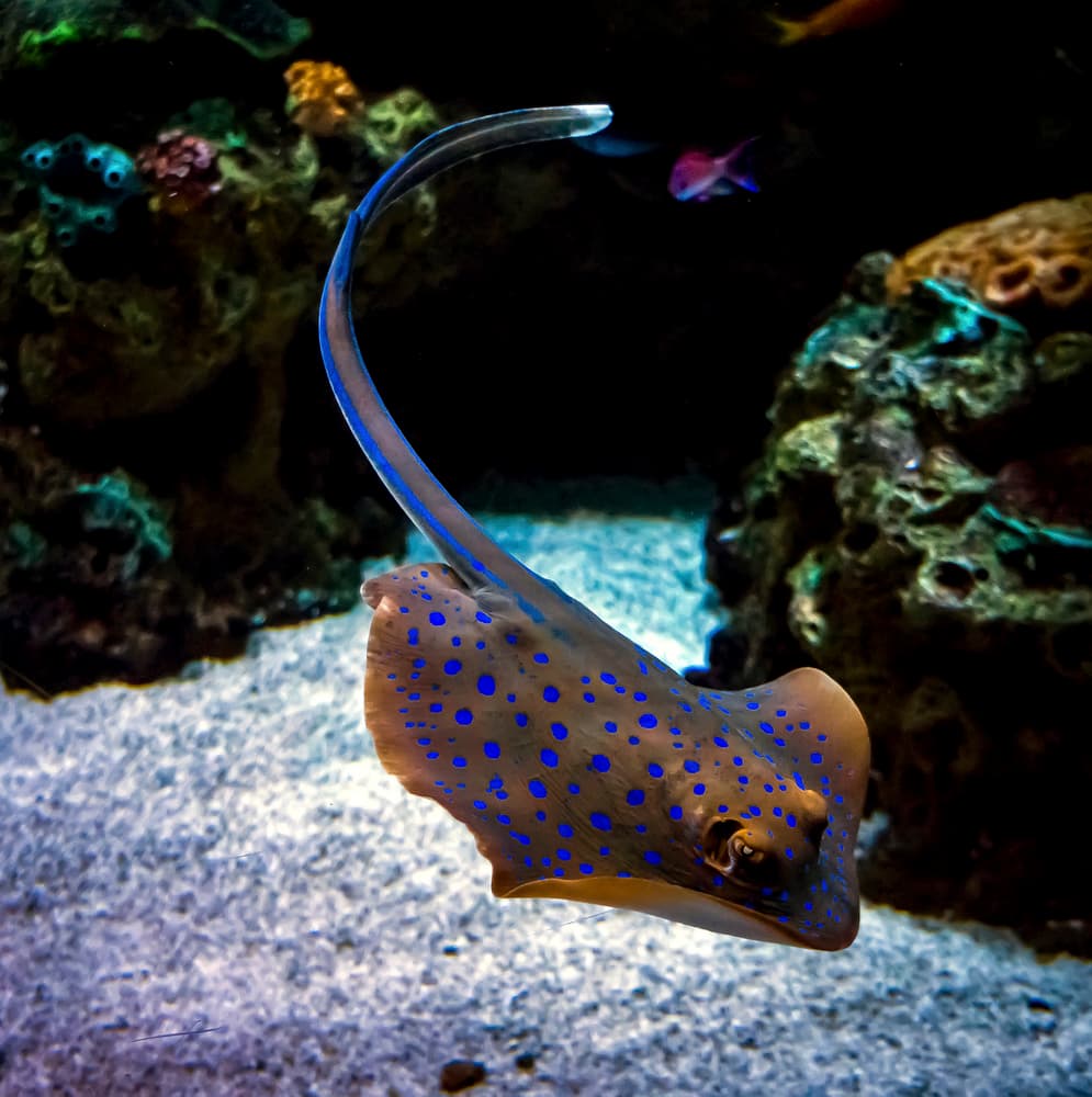 Graceful Blue Spotted Ray by David H Yang — canvas wall art