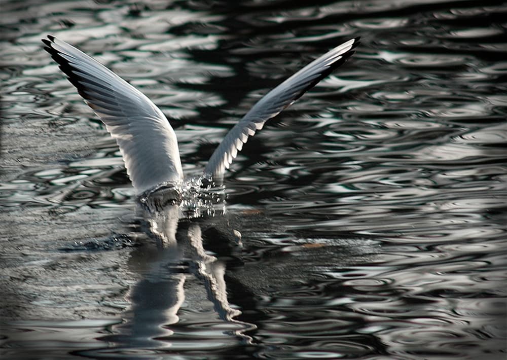Wings Over Water by Jacek Stefan — canvas wall art