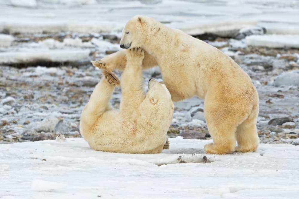 Playful Polar Bears by Marco Pozzi — canvas wall art