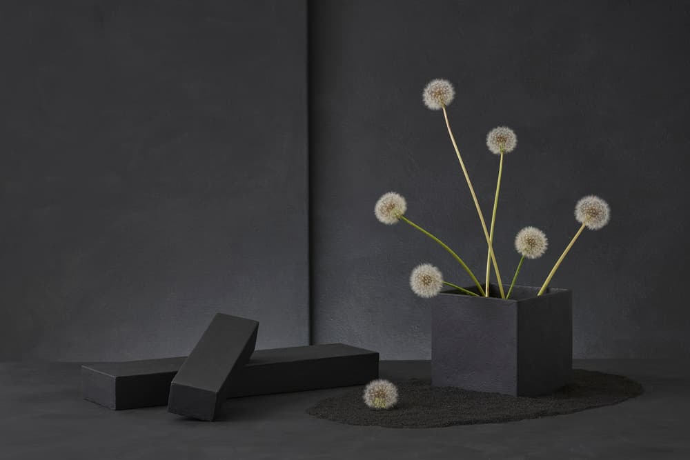 Dandelions In Dark by Christophe Verot — canvas wall art