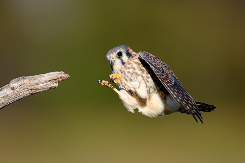 American Kestrel Landing by Johnny Chen — canvas wall art