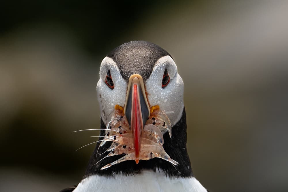 Atlantic Puffin Catch by Barbara Gill — canvas wall art