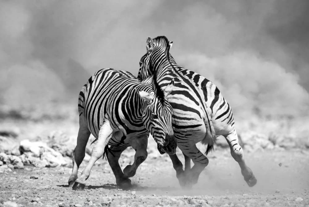 Wild Zebras Clash by Joanna W — canvas wall art