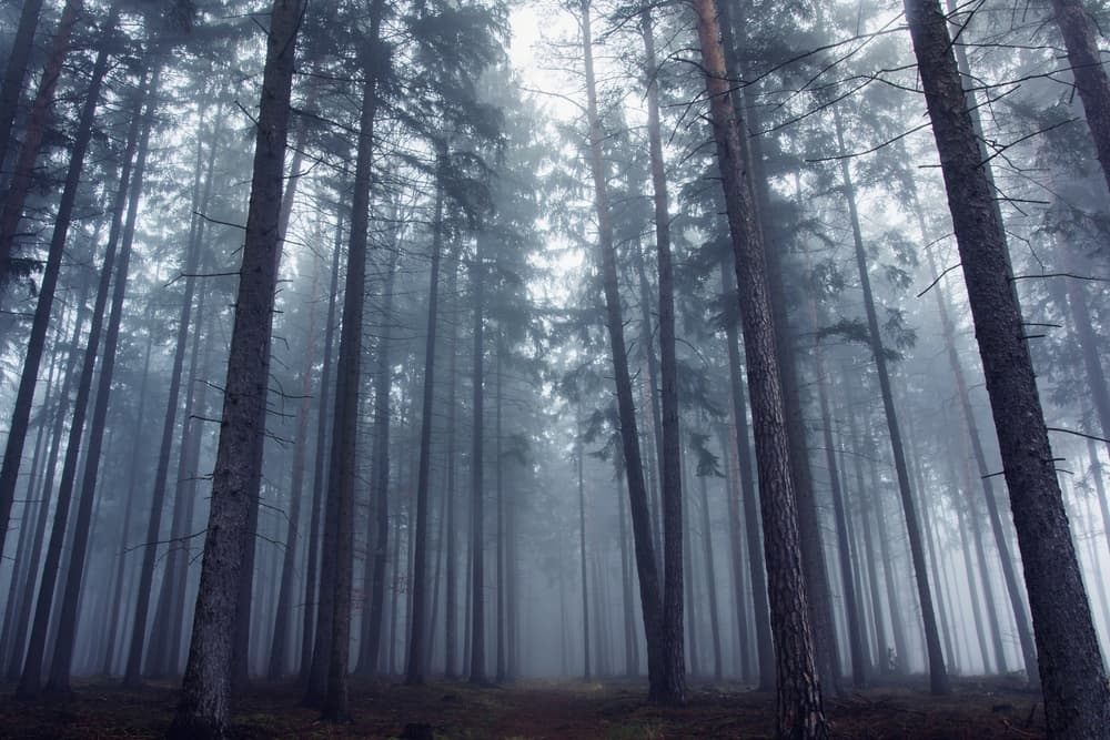 Misty Forest Path by David Charouz — canvas wall art