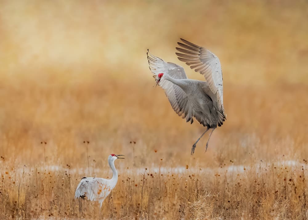 Autumn Cranes In Flight by Qingsong Wang — canvas wall art