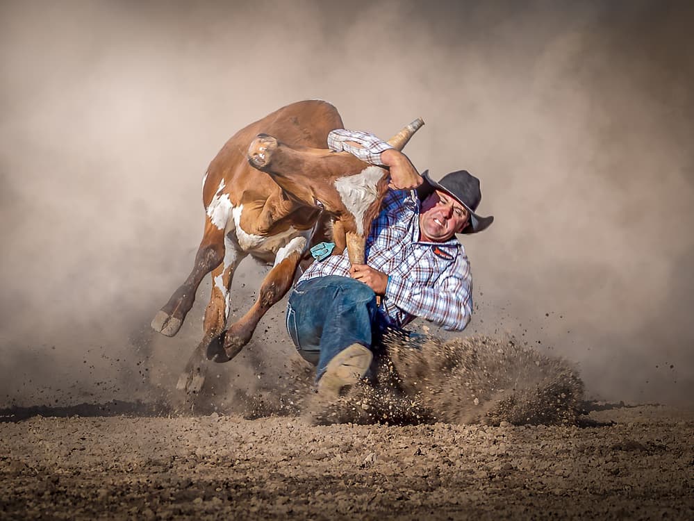 Cowboy Calf Wrestling by Frank Ma — canvas wall art