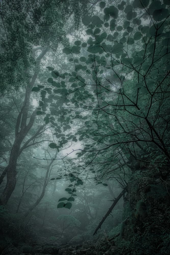 Enchanted Misty Forest by Takafumi Yamashita — canvas wall art
